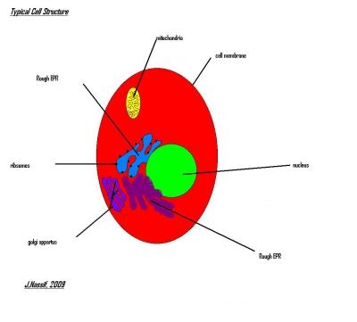 Red Blood Cells Diagram - ClipArt Best