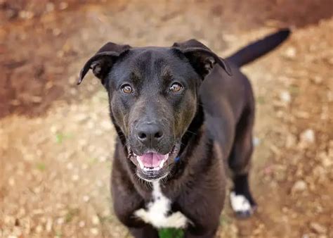 German Shepherd Lab Mix (Sheprador) - A Guide to the Breed