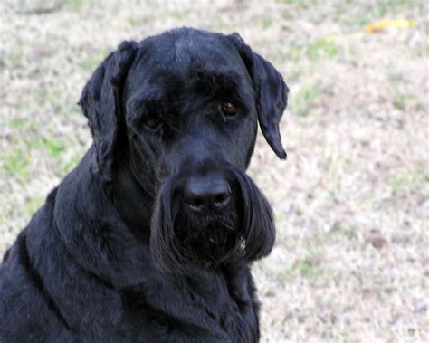 File:Black Russian Terrier Image 001.jpg - Wikimedia Commons