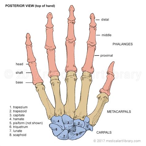 Hand Bones - Medical Art Library