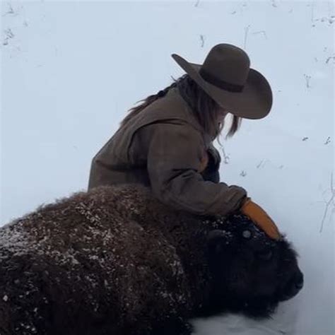 Feisty Baby Bison Grows Soft for The Rescuer She Treats as a Mom ...