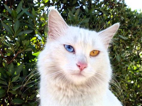 Turkish van cat : r/cats