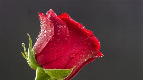 Red Rose Blume Flower 4K HD Wallpapers | HD Wallpapers | ID #31469