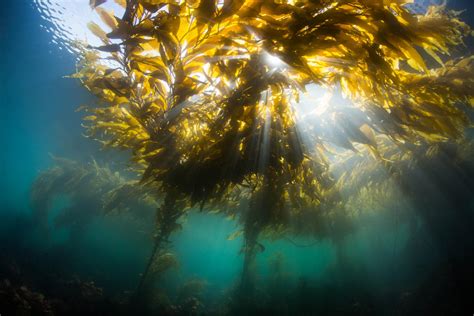 Sea Otters — The Guardians Of Monterey Bay’s Kelp Forest | 90.3 KAZU