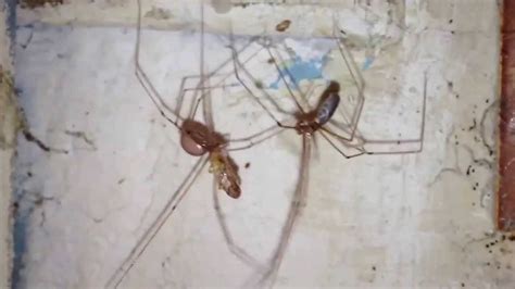 Cellar Spiders Mating - YouTube