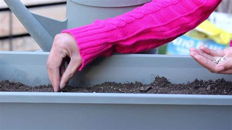 Sunflower Seeds For Planting