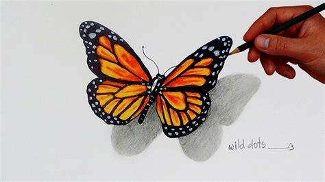 Butterfly Drawing Realistic - Butterfly Mania