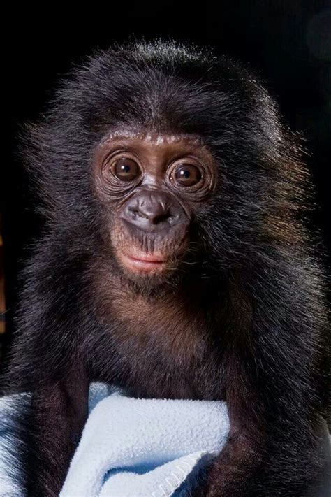 Baby Bonobo | Animals beautiful, Animals wild, Baby animals