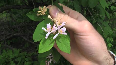 Bush Honeysuckles, identification of the Wisconsin Invasive Species Lonicera spp. - YouTube