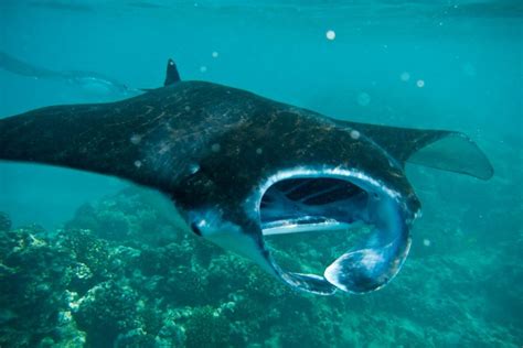 Manta Rays Are The Deepest Dark Secret In The Sea – Animal Encyclopedia