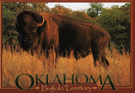 Oklahoma Buffalo | Oklahoma history, Oklahoma, Buffalo