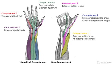 The Extensor Compartments of the Wrist - De Quervain's - TeachMeAnatomy