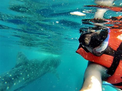 Swimming with Whale Sharks in Mexico | Whale shark, Swimming with whale ...