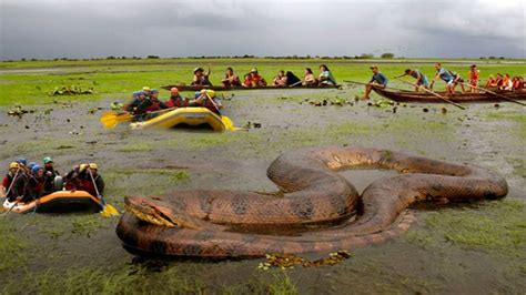 Giant anaconda - Alchetron, The Free Social Encyclopedia