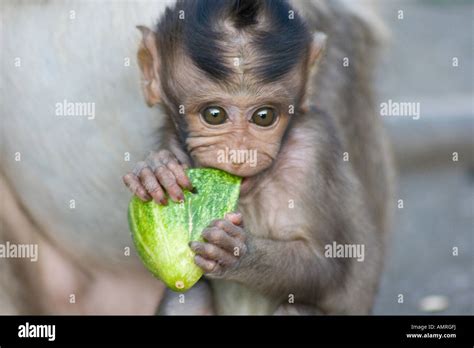 Baby Long Tailed Macaque Monkey Eating Cucumber Uluwatu or Ulu Watu ...