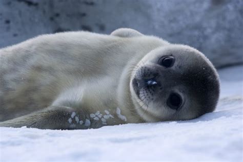 Animals in Antarctica — Young Pioneer Tours