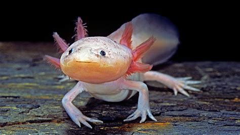 Axolotl Can Regenerate Their Brain Including Other Body Parts