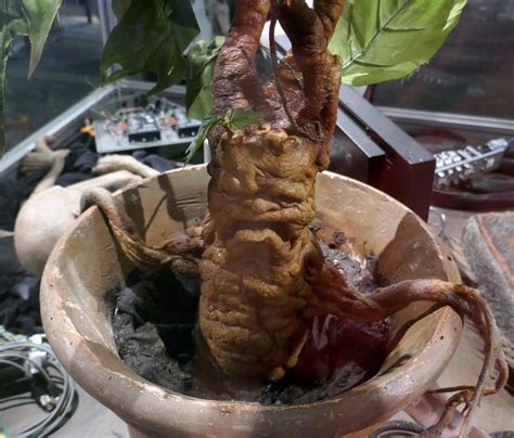 Stories About Mandrake: The Interesting History Of Mandrake Plants ...