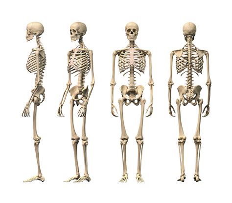 Human Evolution Skeletons