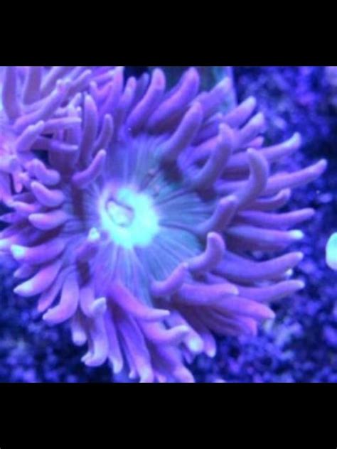 Australian blue green Duncan coral frag on large frag plug - jbsmarines ...