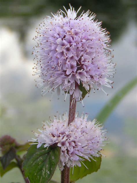 Mentha aquatica - Water Mint | World of Flowering Plants