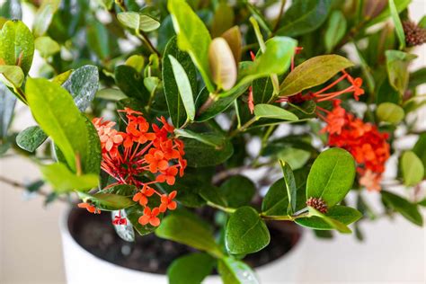 Ixora: Indoor Plant Care & Growing Guide