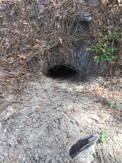 Identifying a Gopher Tortoise Burrow - UF/IFAS Extension Nassau County