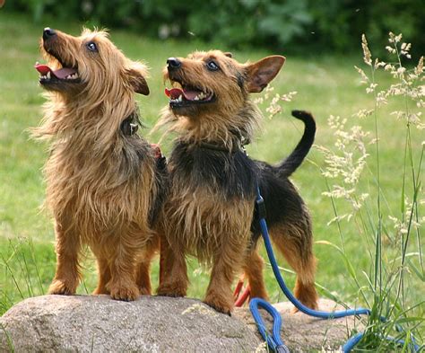 Australian Terrier - Puppies, Rescue, Pictures, Information, Temperament, Characteristics ...