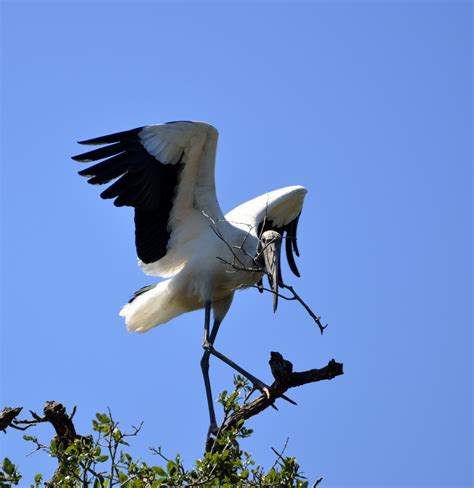 Wood Storks Nesting Free Stock Photo - Public Domain Pictures