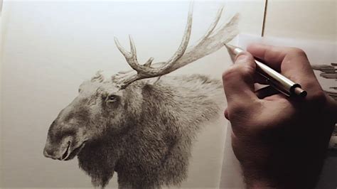 Quick pencil sketch of a moose - YouTube