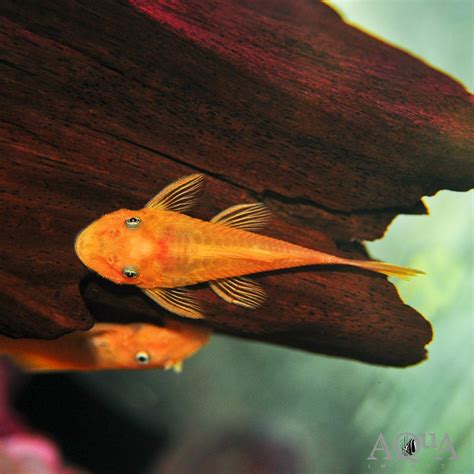 Blue Eye Lemon Bristlenose Pleco (Ancistrus sp.) - Aqua Imports