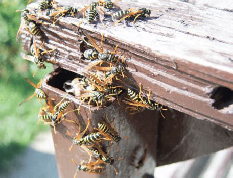 Bee, Yellow Jacket & Wasp Removal in Reading, Allentown, & Fleetwood, PA