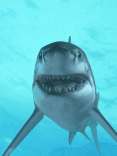 Shark Gif - Gif Abyss