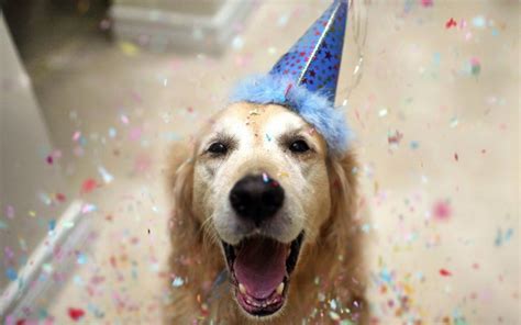 Dog Birthday Hats {The Cutest!} - B. Lovely Events