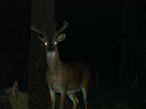 BUCK JUNE '07 | This was taken in my back yard. We feed deer… | Flickr