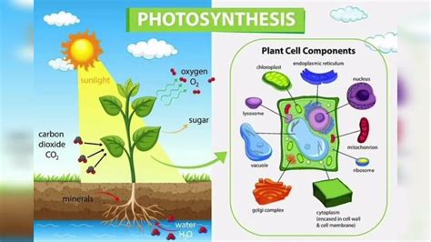 What is photosynthesis | photosynthesis factors @V Educators - YouTube