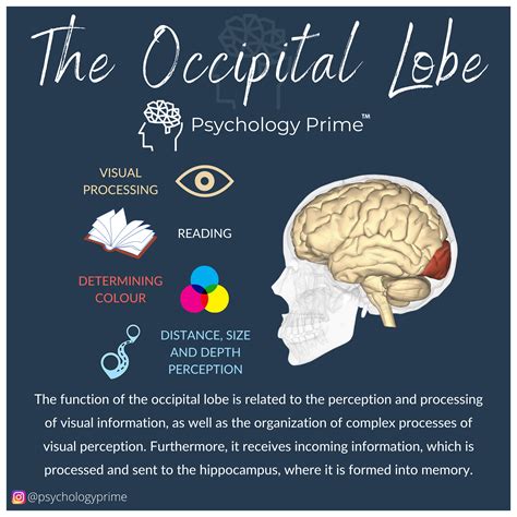 Discover the Fascinating Occipital Lobe