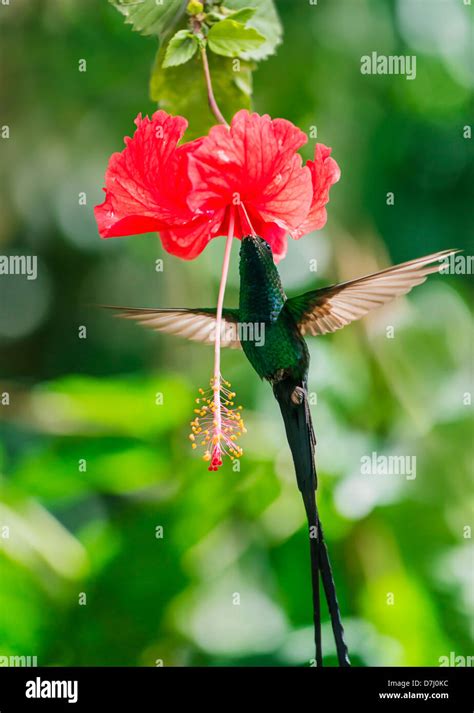 Jamaica, Hummingbird feeding with flower nectar Stock Photo - Alamy