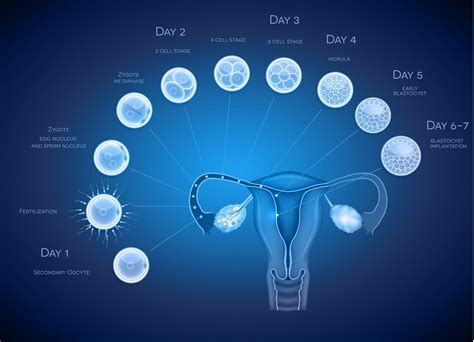 Embryo Implantation | NPC