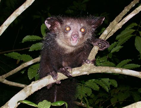 Featured Creature: Aye-Aye | Blog | Nature | PBS