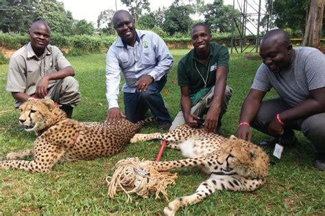 Animal keeper program for a day — Entebbe Zoo (UWEC)