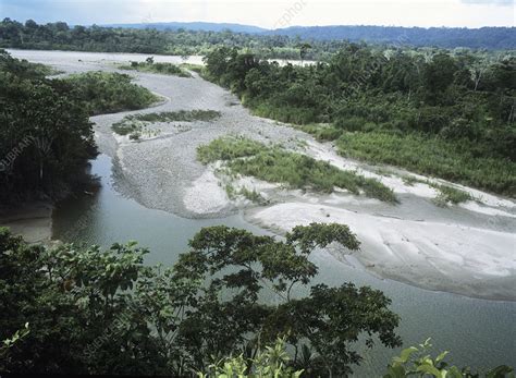 Napo River, Ecuador - Stock Image - E540/0260 - Science Photo Library