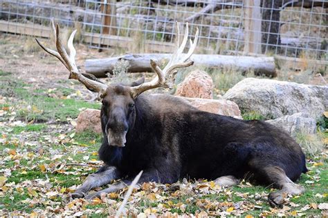 Pin de Pam em Cheyenne Mountain Zoo