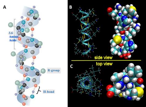 Chapter 2: Protein Structure – Chemistry