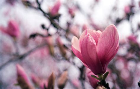 Free Images : branch, blossom, flower, petal, spring, botany, pink, flora, season, close up ...