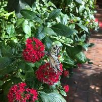 Butterfly Garden at the Museum of Science, Boston - East Cambridge - 5 tips