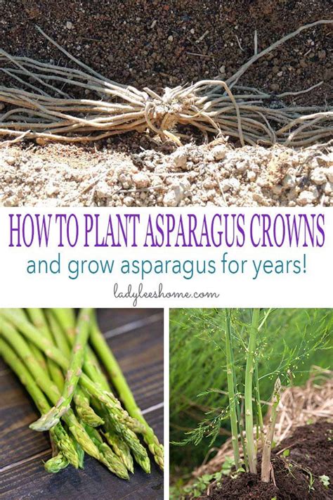 How to Plant Asparagus Crowns and Grow Asparagus For Years! | Asparagus ...