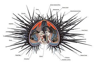 Sea urchin - Wikipedia