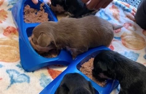 4 abandoned puppies found in a bucket in Willmar - Bring Me The News