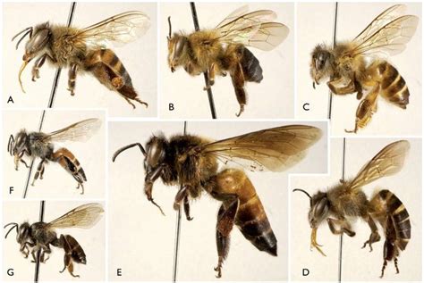 Apis mellifera, honeybee - model eusocial insect - honey bee anatomy and life cycle | Bee ...